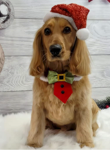 Cockapoo tan coloured in a Christmas Hat