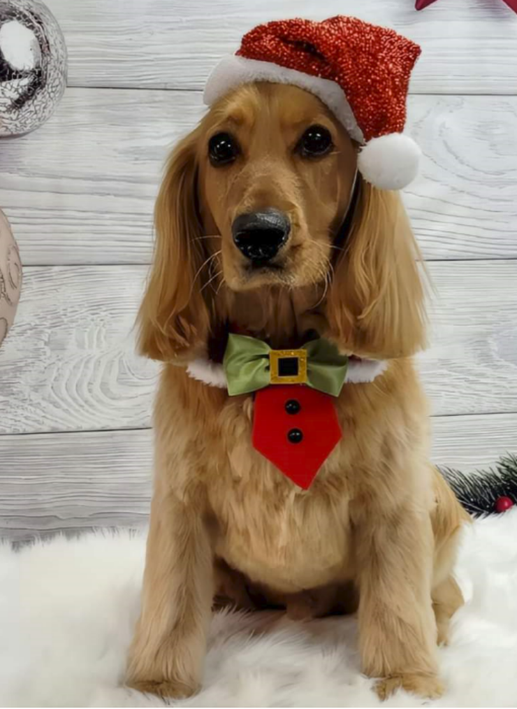 Cockapoo tan coloured in a Christmas Hat