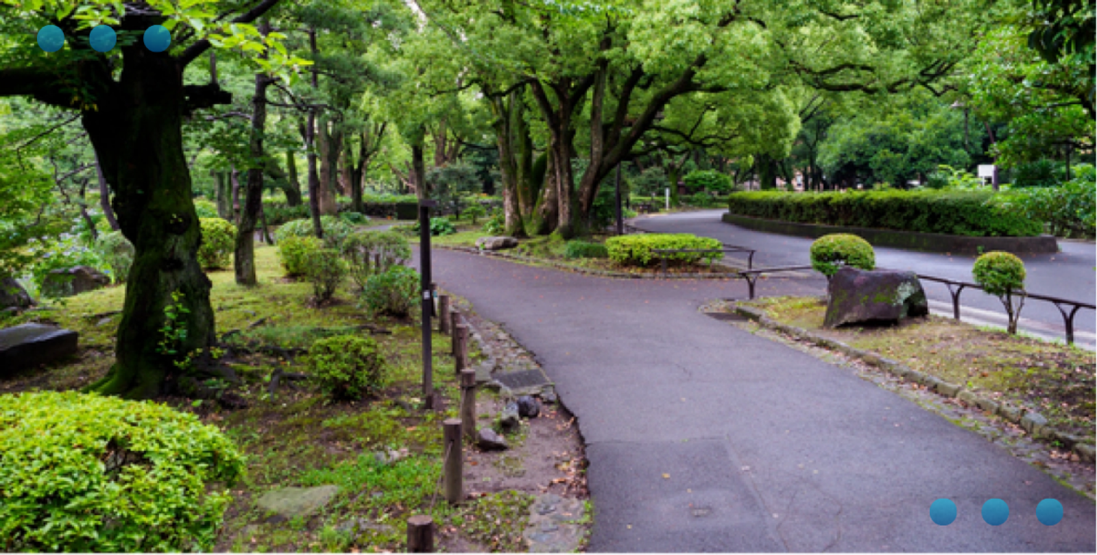 Paved treelined patths